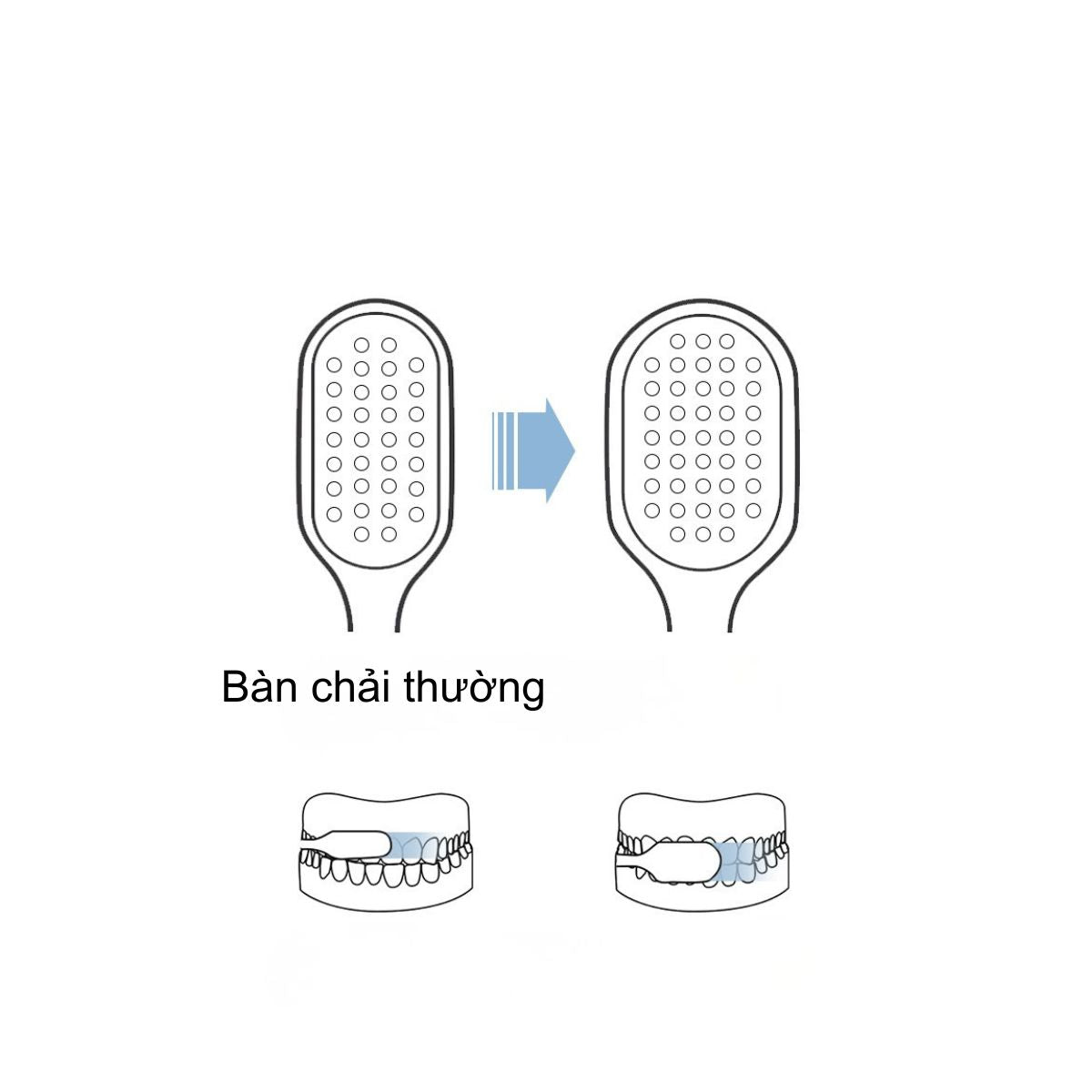 Set 3 Bàn Chải Đánh Răng Lông Mềm CHENKE Cho Người Lớn - Chống Trượt, Tích Hợp Chải Lưỡi Mã 8035